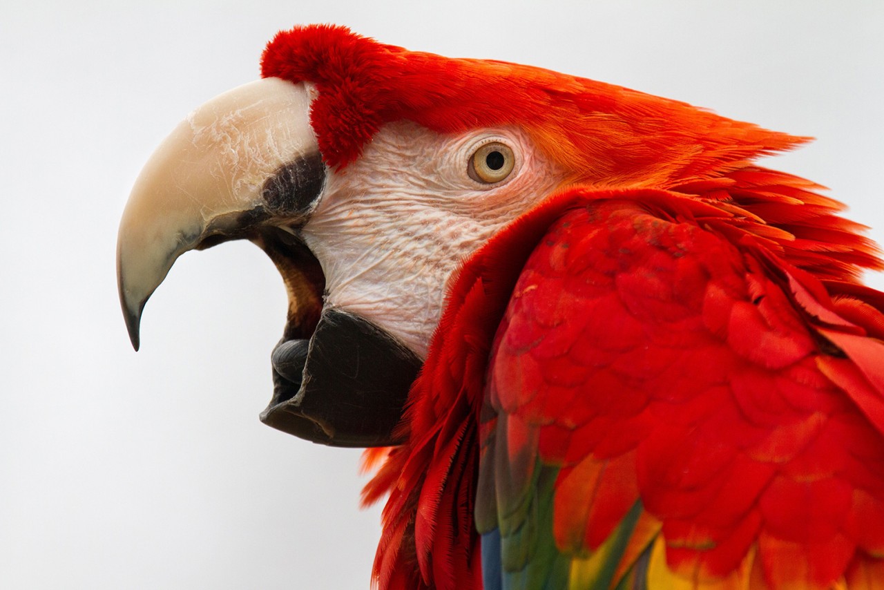 police-responding-to-distress-call-just-see-parrot-screaming-let-me