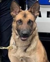 K9 Draco